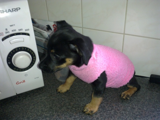 Met een sok van het vrouwtje heb ik het niet koud op de fiets.