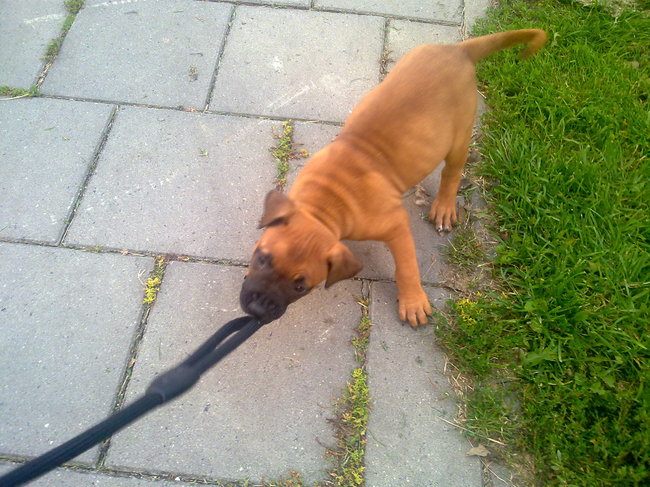 Touwtje trekken met Chickie! (L)