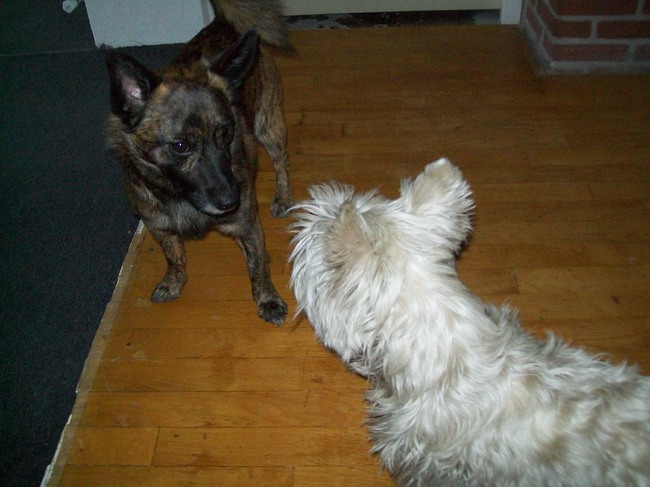 Rocky & het hondje van mijn moeder