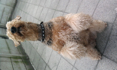 SOfiee