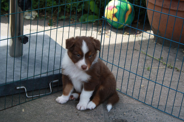 Kijken naar de andere spelende pups