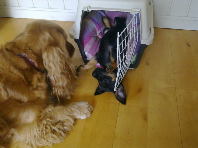 Ik ben helemaal ondersteboven van Dachou (de hond van de zus van mijn vrouwtje)