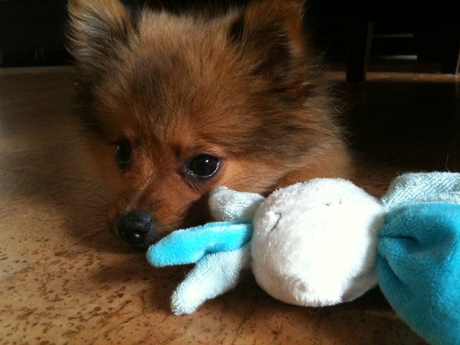 Vos met zijn knuffeltje