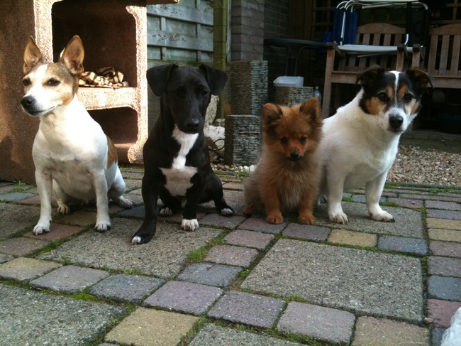Samen met Spaiky, Jip en Igor..
Honden van Vader(Spaiky en Jip) en moeder(Igor) van mijn vrouwtje!