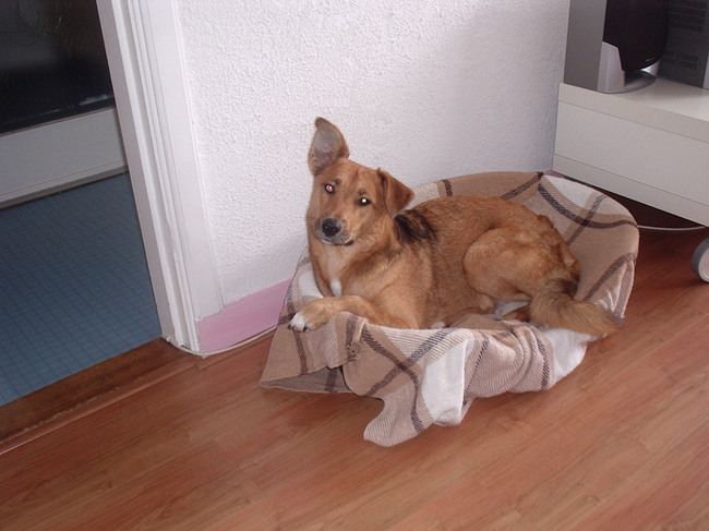 Begin je nu weer over koek?!