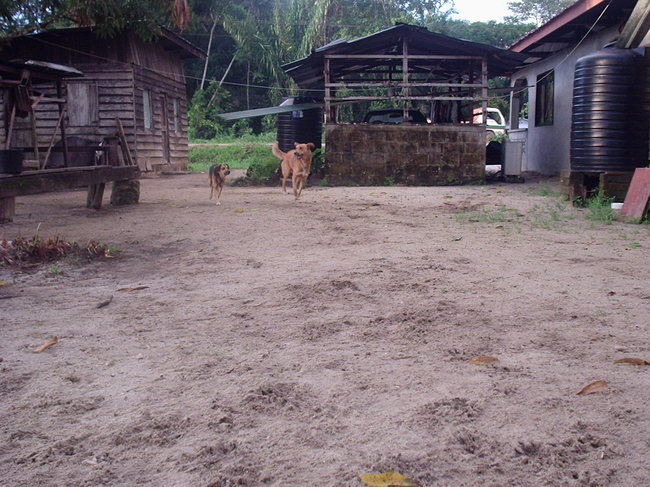 Lekker rennen met Totti,andere hondenvriend in Suriname.