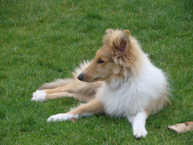 Cody in de tuin (4 maanden, juli 2011)