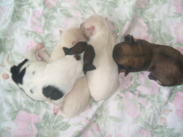 heel er schig ik wou dat ik ook zo'n hond had zo schatig
