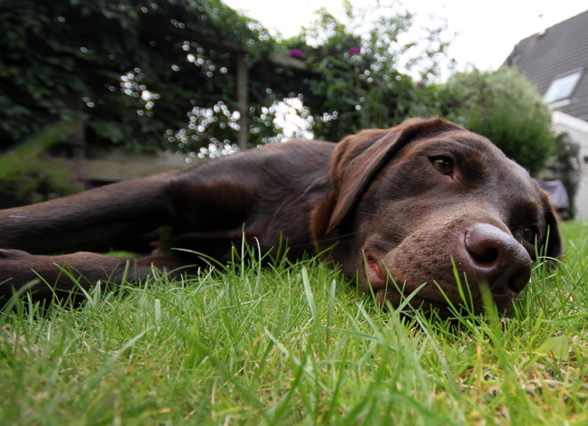 Zie dat liggen, heerlijk in het gras.