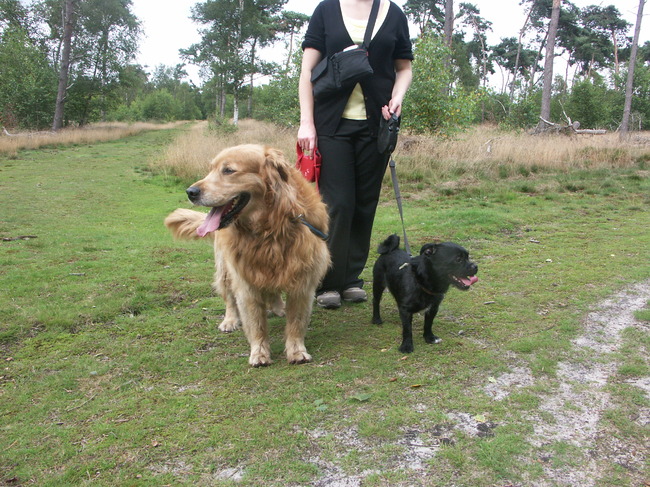 Maxje en Rakker, ook in het asiel van Weelde. Wederom schatten die het beste verdienen ! Voor Max is het moeilijker, want hij is al wat ouder. Update - Max mocht gezellig mee met een vrijwilligster (dus die heeft het voor elkaar) en ook Rakker vond een baasje !!