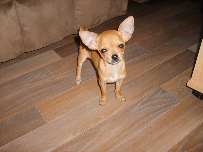 Chico als kleine pup