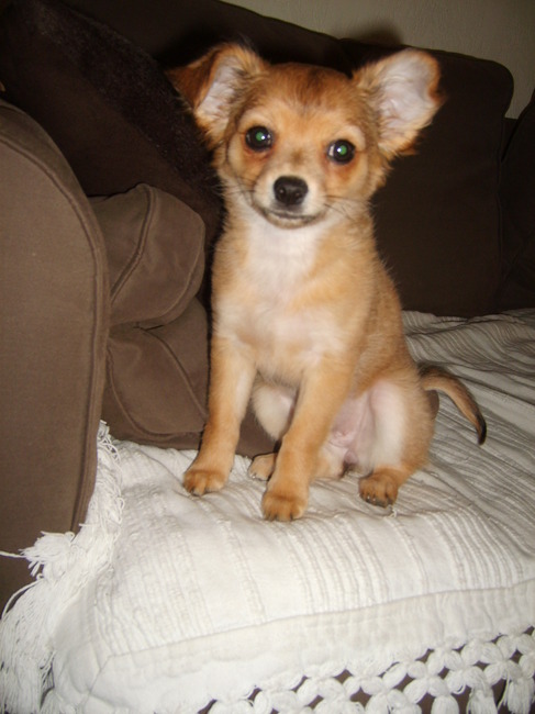 de oortjes beginnen rechter te komen