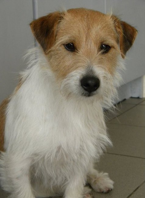 De papa van de pupjes, Snoepie. Jack Russel Terrier Ruwhaar, geboren op 24april 2008. Snoepie heeft 4maanden in mijn gezinnetje geleeft maar hij is in zijn verleden zo verwaarloost geweest dat hij helemaal niet alleen kon blijven en zeer jaloers was op Jengka. Jengka mocht niet in mijn buurt komen of hij beet naar haar. Nu verblijft hij al een goede 2maand in Nederland waar hij als enige hond ontzettend gelukkig is. Snoepie heeft zijn gouden mandje eindelijk gevonden.