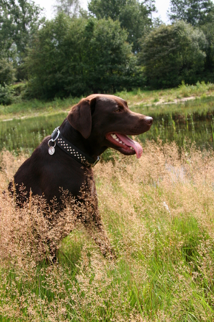 Lekker in het hoge gras zitten.