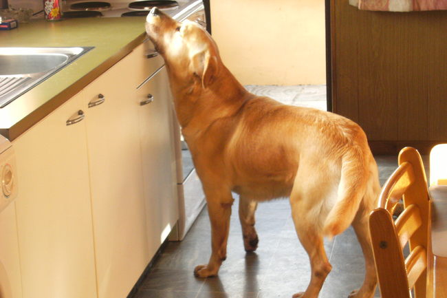 eens zien of er op de keuken nog iets ligt om te pikken, krijg namelijk niet genoeg aandacht van het vrouwke. Dus daar moet ik eens iets aan doen!!