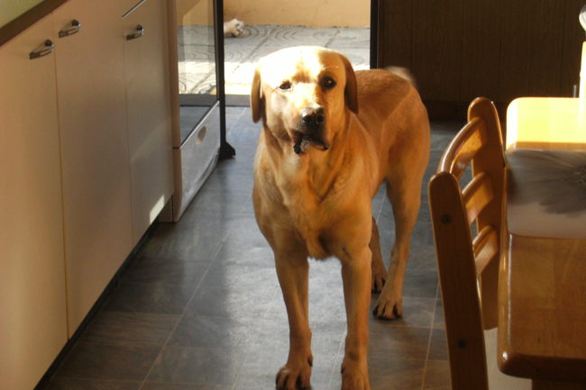 nee, er valt niets te halen. Dan maar aandacht proberen te krijgen door dom te kijken. Eens zien of dat lukt!!