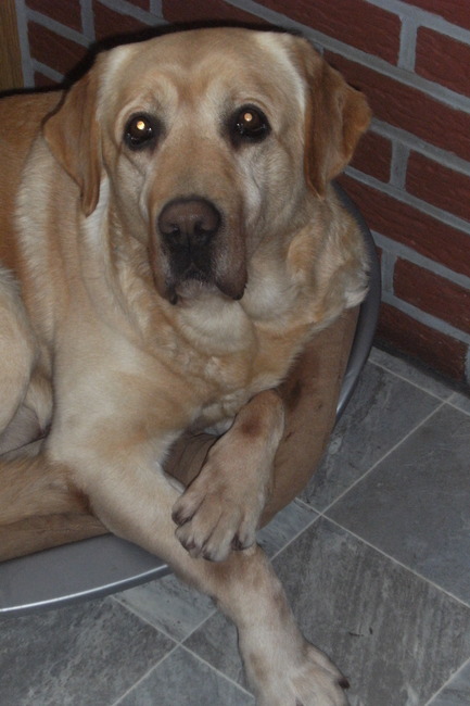 en toch vindt ik dat ik in dit kleine mandje pas, kom nou!! Je moet in jezelf geloven!!