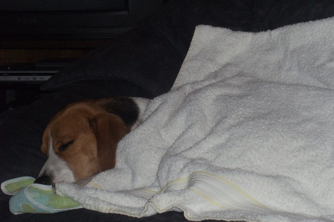 het werkt, hij heeft een deken en een kussen. Maar nu vindt ik het wel welletjes, ik ben er ook nog zalle!!