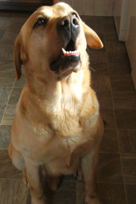 met het vrouwke praten, doe ik vaak. Hele gesprekken maken we en echt ze begrijpt mij. Want altijd geeft ze antwoord en krijg ik iets lekkers. Dit soort mensen zie ik nu graag, ze hebben een luisterend oor voor al mijn verhalen en verzadigen ook nog mijn hongergevoel. Wat zou ik nog meer wensen?