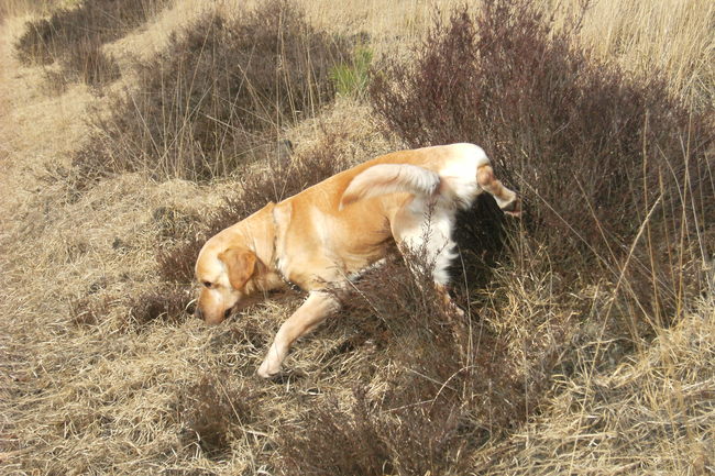 ik ga ervoor zorgen dat al die struikjes en boompjes bij mijn teritorrium horen, mijn baasje zegt dat dat nie gaat lukken, maar ik ga stug door!! Het hele bos wordt van mij!!