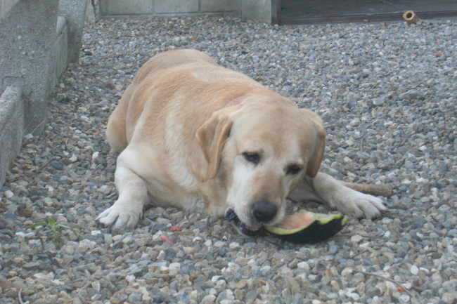 ik ben dol op eten. Maar nu maak ik het bont zeggen de mensen. Mijn vrouwke wilde mij stukjes meloen geven, maar daar dacht ik anders over. Kom maar op!! Ik eet hem met schil en al, en als je hem probeert af te pakken, dan loop ik gewoon weg en kun je achter mij aan lopen. Zien wie het eerste opgeeft. Conclusie!! Ik heb gewonnen en die meloen was gans op!! Heerlijk verfrissend