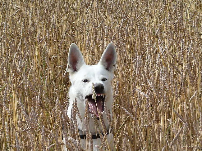 Hij was alleen aan het blaffen :')