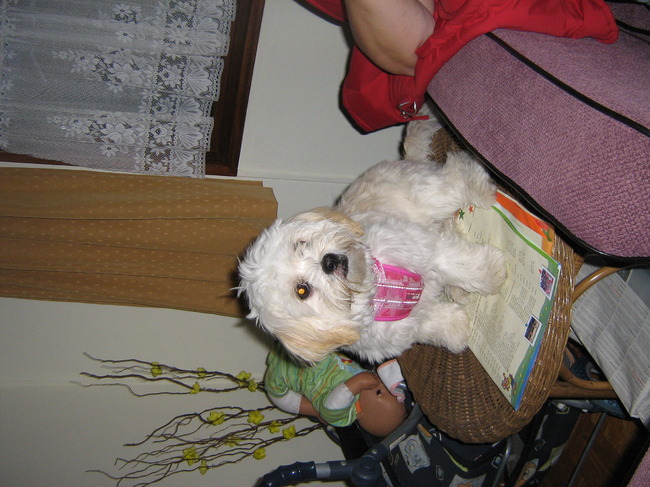 sandy op het tafeltje ( foei sandy )