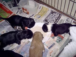 Nou, nou dat smaakt best hmm, wij lusten er wel pap van.Dit was echt genieten al die pups in huis en zeker als ze rond lopen en hoe ze spelen en bij moeder aan de staart trekken en over haar heen kruipen, geweldig om dat allemaal te zien en meemaken, heerlijk.