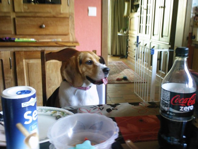Aan tafel!
Het hekje rechts staat er niet voor een baby maar voor Zazou!