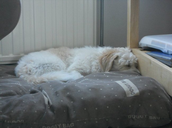 Slapen op men kussen :)