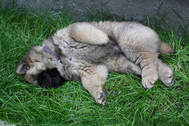 Milo had direct de 1e dag al zijn plekkie gevonden