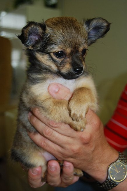 Onze Kaya, hier 8 weken oud...met een week komt ze bij ons..