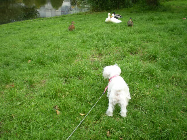 10-09-2011 Met het vrouwtje bij de eendjes, wel eng hoor, wat zijn dat…