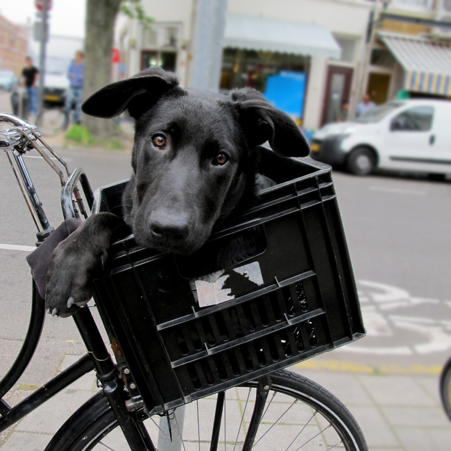 tempo Praten tegen Archeoloog Hond mee op de fiets | HondenForum