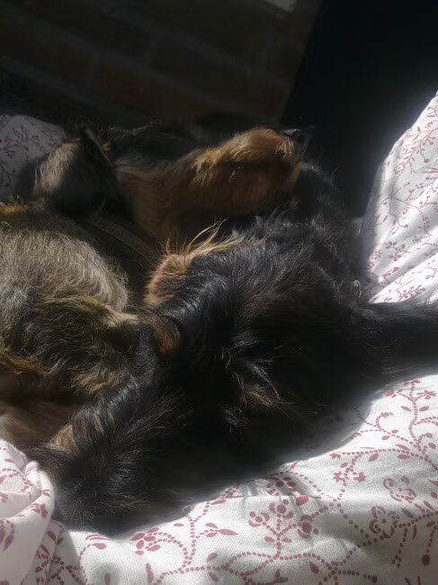 Foto van Pepijn & Otis