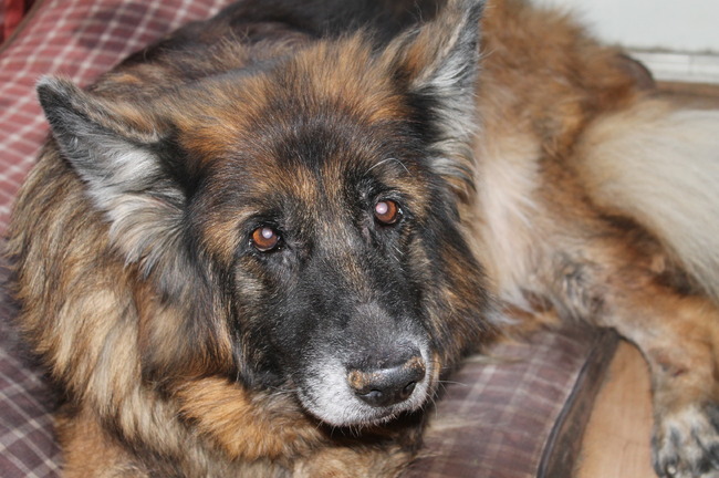 Dit is onze Misty een super lieve trouwe hond.
Helaas hebben we op 7 augustus van haar afscheid moeten nemen. Ze blijft voor altijd een plekje in ons hart hebben.