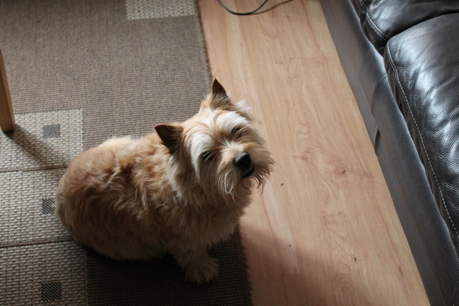 Tommy ik wil graag op de bank maar kan er niet meer op springen. Mag ik er op?