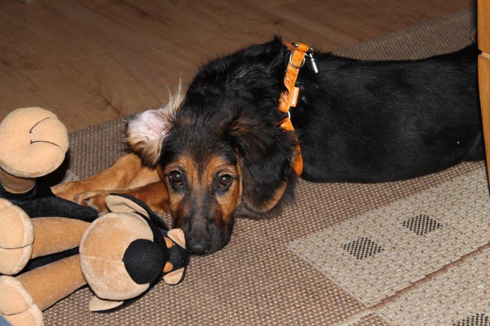 Maya gek op haar knuffel