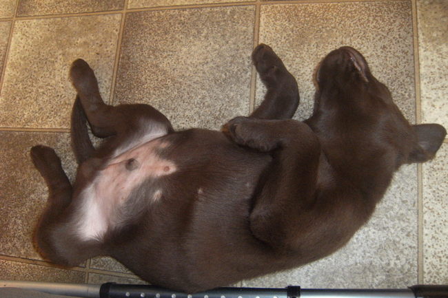 hoi ik ben Raico, ben 8 weken oud en ben de broer van Yenzo en Darco. Ben een echte bengel zeggen mijn baasjes omdat ik ze ´s nachts goed wakker houd en ik overdag de hele dag slaap door het zware werk dat ik in de nacht moet volhouden
