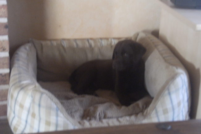 stiekem in de mand van mijn grote broer Darco, vindt hij helemaal niet leuk en juist daarom doe ik het graag. haha!!