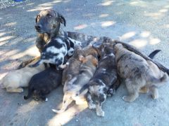 De moeder en broertjes en zusje van Junto samen 12 pups!