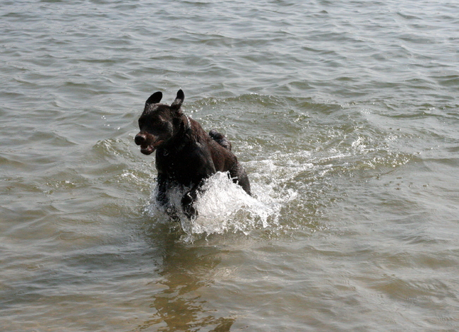 Lekker spelen en zwemmen op Bussloo