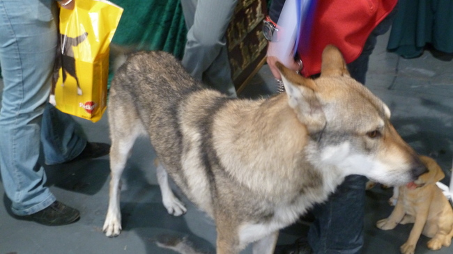 Hondenshow Maastricht