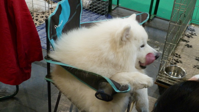 Hondenshow Maastricht