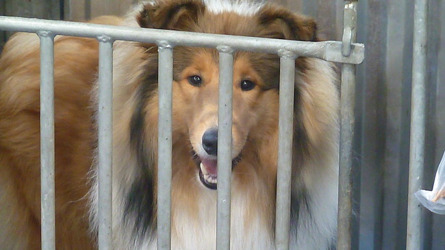 Hondenshow Maastricht