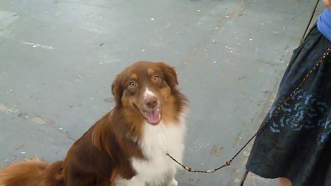 Hondenshow Maastricht