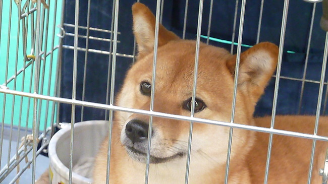 Hondenshow Maastricht