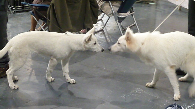 Hondenshow Maastricht