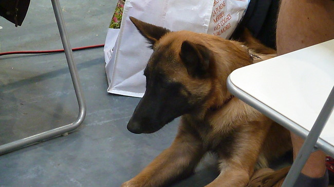 Hondenshow Maastricht