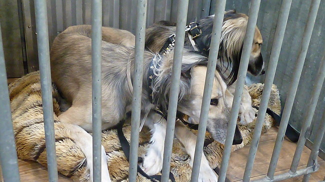 Hondenshow Maastricht